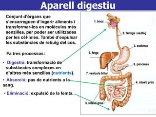 Aparell digestiu
Conjunt d’òrgans que
s’encarreguen d’ingerir aliments i
transformar-los en molècules més
senzilles, per poder ser utilitzades
per les cèl·lules. També d’expulsar
les substàncies de rebuig del cos.
Fa tres processos:
• Digestió: transformació de
substàncies complexes en
d’altres més senzilles (nutrients).
• Absorció: pas de nutrients a la
sang.
• Eliminació: expulsió de la femta.
 