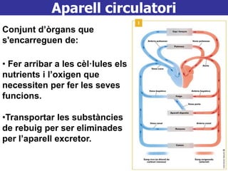 Aparell circulatori
Conjunt d’òrgans que
s'encarreguen de:
• Fer arribar a les cèl·lules els
nutrients i l’oxigen que
necessiten per fer les seves
funcions.
•Transportar les substàncies
de rebuig per ser eliminades
per l’aparell excretor.
 