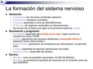 La formación del sistema nervioso
 Gestación
 2 semanas: las neuronas cerebrales aparecen
 4 semanas: empiezan a dividirse
 4 meses: desarrollo a ritmo de 250.000/minuto
 4º-5º mes: las regiones cerebrales se intercomunican.
 Se forman los circuitos que rigen el movimiento hasta los 2 años.
 Nacimiento y progresión
 2-4 meses: desarrollo del sentido de la vista. Cada neurona se
conecta con otras 15.000
 2 años: adquisición de nociones abstractas y desarrollo léxico (1
palabra/2 horas hasta 8 años.)
 Hasta 6 años: generación de conexiones por estimulación; se aprende
todo.
 7 años: capacidad de ejecutar operaciones concretas.
 Hasta 23 años: desarrollo del cerebro.
 Declive
 40 años: inicio de perdidas neuronales (10.000-20.000/día)
 80 años: se compensa la perdida de neuronas por la conexión entre las
que QUEDAN
 