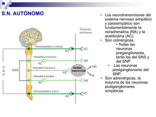 S.N. AUTÓNOMO • Los neurotransmisores del
sistema nervioso simpático
y parasimpático son
fundamentalmente la
noradrenalina (NA) y la
acetilcolina (AC).
• Son colinérgicas:
• Todas las
neuronas
preganglionares,
tanto las del SNS y
del SNP
• Las neuronas
postganglionares del
SNP.
• Son adrenérgicas, la
mayoría de las neuronas
postganglionares
simpáticas
 