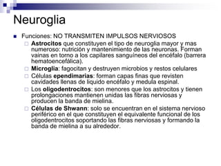 Neuroglia
 Funciones: NO TRANSMITEN IMPULSOS NERVIOSOS
 Astrocitos que constituyen el tipo de neuroglia mayor y mas
numeroso: nutrición y mantenimiento de las neuronas. Forman
vainas en torno a los capilares sanguíneos del encéfalo (barrera
hematoencefálica).
 Microglia: fagocitan y destruyen microbios y restos celulares
 Células ependimarias: forman capas finas que revisten
cavidades llenas de liquido encéfalo y medula espinal.
 Los oligodentrocitos: son menores que los astrocitos y tienen
prolongaciones mantienen unidas las fibras nerviosas y
producen la banda de mielina.
 Células de Shwann: solo se encuentran en el sistema nervioso
periférico en el que constituyen el equivalente funcional de los
oligodentrocitos soportando las fibras nerviosas y formando la
banda de mielina a su alrededor.
 