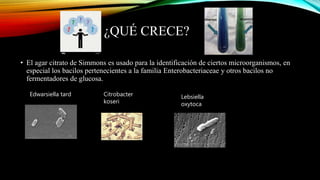 ¿QUÉ CRECE?
• El agar citrato de Simmons es usado para la identificación de ciertos microorganismos, en
especial los bacilos pertenecientes a la familia Enterobacteriaceae y otros bacilos no
fermentadores de glucosa.
Edwarsiella tard Citrobacter
koseri
Lebsiella
oxytoca
 
