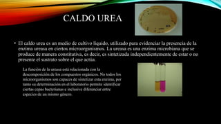 CALDO UREA
• El caldo urea es un medio de cultivo líquido, utilizado para evidenciar la presencia de la
enzima ureasa en ciertos microorganismos. La ureasa es una enzima microbiana que se
produce de manera constitutiva, es decir, es sintetizada independientemente de estar o no
presente el sustrato sobre el que actúa.
La función de la ureasa está relacionada con la
descomposición de los compuestos orgánicos. No todos los
microorganismos son capaces de sintetizar esta enzima, por
tanto su determinación en el laboratorio permite identificar
ciertas cepas bacterianas e inclusive diferenciar entre
especies de un mismo género.
 