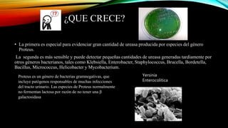 ¿QUE CRECE?
• La primera es especial para evidenciar gran cantidad de ureasa producida por especies del género
Proteus.
La segunda es más sensible y puede detectar pequeñas cantidades de ureasa generadas tardíamente por
otros géneros bacterianos, tales como Klebsiella, Enterobacter, Staphylococcus, Brucella, Bordetella,
Bacillus, Micrococcus, Helicobacter y Mycobacterium.
Proteus es un género de bacterias gramnegativas, que
incluye patógenos responsables de muchas infecciones
del tracto urinario.​ Las especies de Proteus normalmente
no fermentan lactosa por razón de no tener una β
galactosidasa
Yersinia
Enterocolitica
 