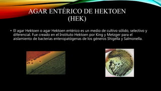 AGAR ENTÉRICO DE HEKTOEN
(HEK)
• El agar Hektoen o agar Hektoen entérico es un medio de cultivo sólido, selectivo y
diferencial. Fue creado en el Instituto Hektoen por King y Metzger para el
aislamiento de bacterias enteropatógenas de los géneros Shigella y Salmonella.
 