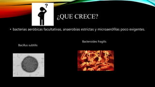 ¿QUE CRECE?
• bacterias aeróbicas facultativas, anaerobias estrictas y microaerófilas poco exigentes.
Bacillus subtilis
Bacteroides fragilis
 