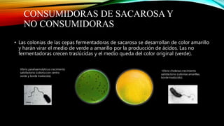 CONSUMIDORAS DE SACAROSA Y
NO CONSUMIDORAS
• Las colonias de las cepas fermentadoras de sacarosa se desarrollan de color amarillo
y harán virar el medio de verde a amarillo por la producción de ácidos. Las no
fermentadoras crecen traslúcidas y el medio queda del color original (verde).
Vibrio parahaemolyticus crecimiento
satisfactorio (colonia con centro
verde y borde traslúcida).
-Vibrio cholerae crecimiento
satisfactorio (colonias amarillas,
borde traslúcido).
 