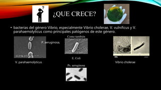 ¿QUE CRECE?
• bacterias del género Vibrio, especialmente Vibrio cholerae, V. vulnificus y V.
parahaemolyticus como principales patógenos de este género.
V. parahaemolyticus Vibrio cholerae
Como también
E. Coli
Ps. aeruginosa
P. aeruginosa,
 