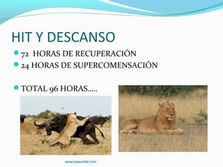 HIT Y DESCANSO
72 HORAS DE RECUPERACIÓN
24 HORAS DE SUPERCOMENSACIÓN


TOTAL 96 HORAS…..




           www.josevidal.com
 