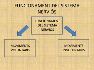 FUNCIONAMENT DEL SISTEMA
NERVIÓS
FUNCIONAMENT
DEL SISTEMA
NERVIÓS
MOVIMENTS
VOLUNTARIS
MOVIMENTS
INVOLUNTARIS
 
