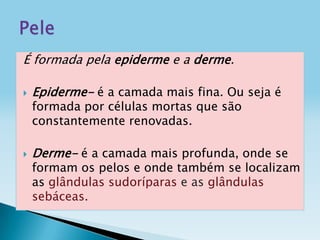 É formada pela epiderme e a derme.
 Epiderme- é a camada mais fina. Ou seja é
formada por células mortas que são
constantemente renovadas.
 Derme- é a camada mais profunda, onde se
formam os pelos e onde também se localizam
as glândulas sudoríparas e as glândulas
sebáceas.
 