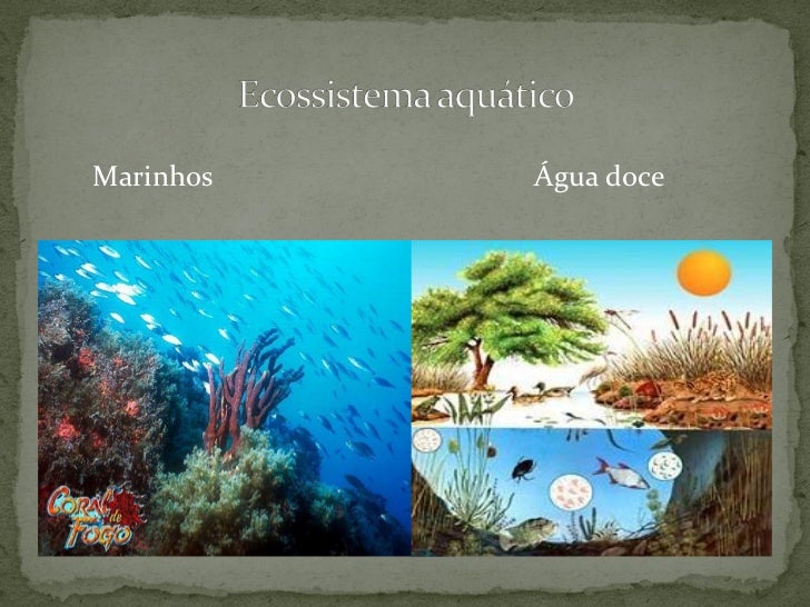 Quanto Aos Ecossistemas é Correto Afirmar Que