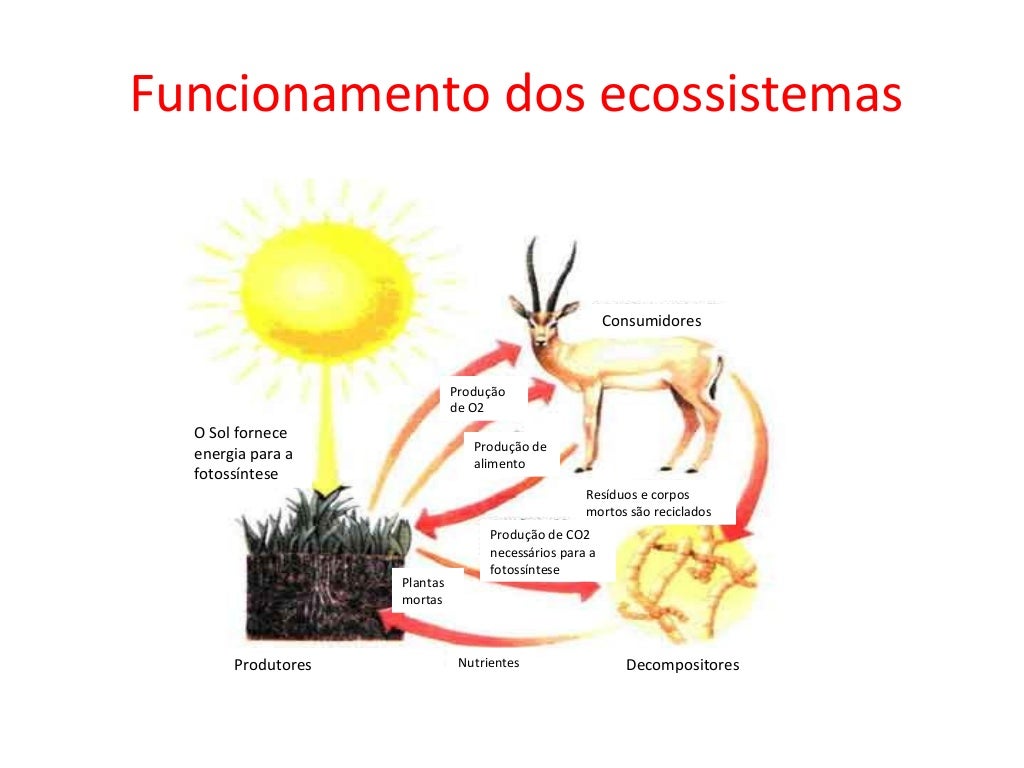 Unitau Sp O Conjunto De Todos Os Ecossistemas Forma