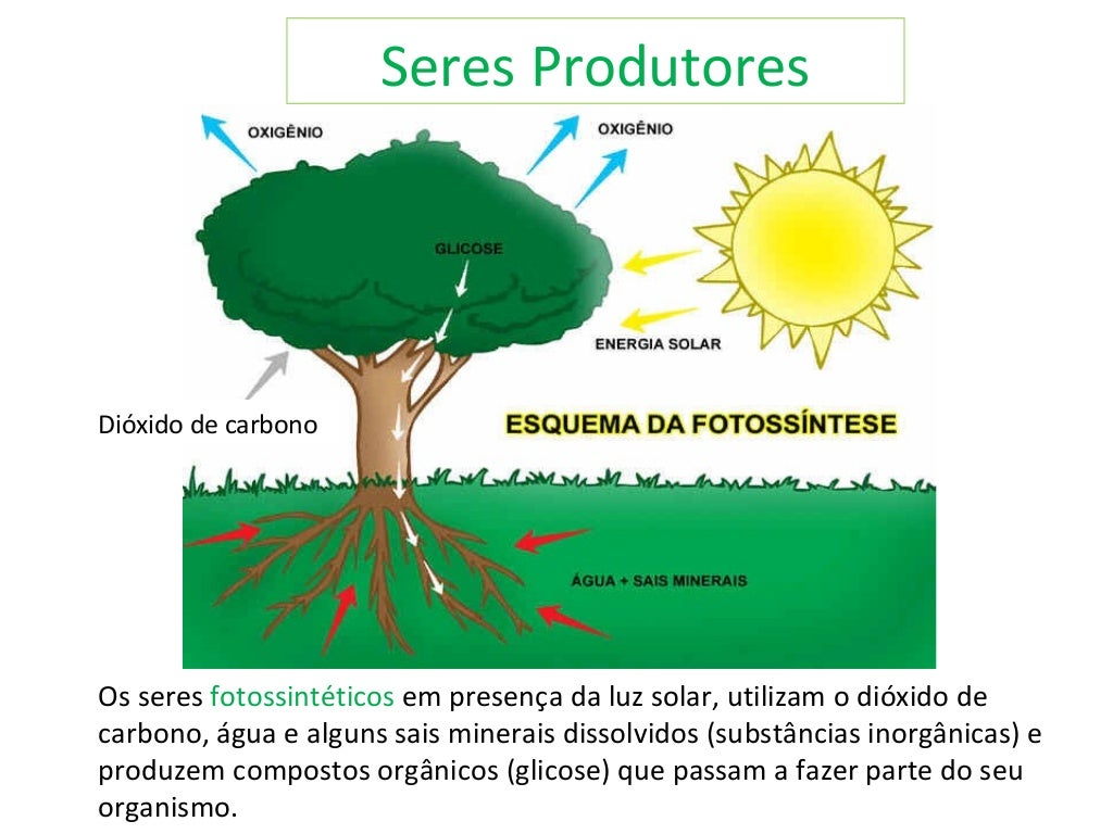 Funcionamento dos ecossistemas1