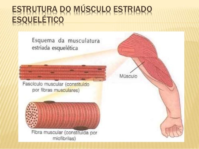 Funcionamento e estrutura do musculo esqueletico