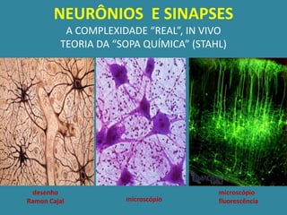 NEURÔNIOS E SINAPSES
          A COMPLEXIDADE “REAL”, IN VIVO
         TEORIA DA “SOPA QUÍMICA” (STAHL)




  desenho                              microscópio
Ramon Cajal          microscópio       fluorescência
 