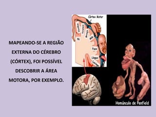 MAPEANDO-SE A REGIÃO
 EXTERNA DO CÉREBRO
(CÓRTEX), FOI POSSÍVEL
  DESCOBRIR A ÁREA
MOTORA, POR EXEMPLO.
 