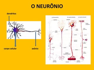 O NEURÔNIO
   dendritos




corpo celular   axônio
 