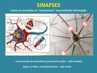 SINAPSES
Como os neurônios se “comunicam”, transmitindo informação




   A transmissão do sinal elétrico (potencial de ação) – ação imediata

          Ações no DNA e neuroplasticidade – ação tardia
 