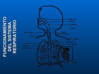 FUNCIONAMIENTO DEL SISTEMA RESPIRATORIO 