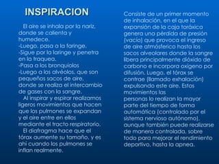Consiste de un primer momento de inhalación, en el que la expansión de la caja toráxica genera una pérdida de presión (vacío) que provoca el ingreso de aire atmósferico hasta los sacos alveolares donde la sangre libera principalmente dióxido de carbono e incorpora oxígeno por difusión. Luego, el tórax se contrae (llamado exhalación) expulsando este aire. Estos movimientos las  personas lo realizan la mayor parte del tiempo de forma automática (controlado por el sistema nervioso autónomo), aunque también puede realizarse de manera controlada, sobre todo para mejorar el rendimiento deportivo, hasta la apnea. El aire se inhala por la nariz, donde se calienta y humedece. -Luego, pasa a la faringe. -Sigue por la laringe y penetra en la traquea. -Pasa a los bronquiolos -Luego a los alvéolos, que son pequeños sacos de aire, donde se realiza el intercambio de gases con la sangre. Al inspirar y espirar realizamos ligeros movimientos que hacen que los pulmones se expandan y el aire entre en ellos mediante el tracto respiratorio. El diafragma hace que el tórax aumente su tamaño, y es ahí cuando los pulmones se inflan realmente. INSPIRACION 