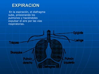 En la espiración, el diafragma sube, presionando los pulmones y haciéndoles expulsar el aire por las vías respiratorias. EXPIRACION 