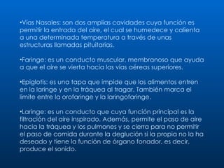Vías Nasales: son dos amplias cavidades cuya función es permitir la entrada del aire, el cual se humedece y calienta a una determinada temperatura a través de unas estructuras llamadas pituitarias.  Faringe: es un conducto muscular, membranoso que ayuda a que el aire se vierta hacia las vías aéreas superiores. Epiglotis: es una tapa que impide que los alimentos entren en la laringe y en la tráquea al tragar. También marca el límite entre la orofaringe y la laringofaringe.  Laringe: es un conducto que cuya función principal es la filtración del aire inspirado. Además, permite el paso de aire hacia la tráquea y los pulmones y se cierra para no permitir el paso de comida durante la deglución si la propia no la ha deseado y tiene la función de órgano fonador, es decir, produce el sonido.  