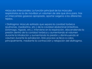 Músculos intercostales: La función principal de los músculos respiratorios es la de movilizar un volumen de aire que sirva para, tras un intercambio gaseoso apropiado, aportar oxígeno a los diferentes tejidos.  Diafragma: Músculo estriado que separa la cavidad toráxica (pulmones, mediastino, etc.) de la cavidad abdominal (intestinos, estómago, hígado, etc.). Interviene en la respiración, descendiendo la presión dentro de la cavidad toráxica y aumentando el volumen durante la inhalación y aumentando la presión y disminuyendo el volumen durante la exhalación. Este proceso se lleva a cabo, principalmente, mediante la contracción y relajación del diafragma.  