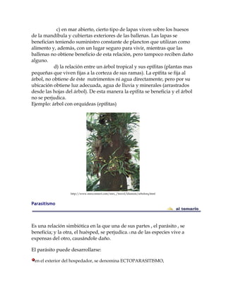 c) en mar abierto, cierto tipo de lapas viven sobre los huesos
de la mandíbula y cubiertas exteriores de las ballenas. Las lapas se
benefician teniendo suministro constante de plancton que utilizan como
alimento y, además, con un lugar seguro para vivir, mientras que las
ballenas no obtiene beneficio de esta relación, pero tampoco reciben daño
alguno.
d) la relación entre un árbol tropical y sus epífitas (plantas mas
pequeñas que viven fijas a la corteza de sus ramas). La epífita se fija al
árbol, no obtiene de éste nutrimentos ni agua directamente, pero por su
ubicación obtiene luz adecuada, agua de lluvia y minerales (arrastrados
desde las hojas del árbol). De esta manera la epífita se beneficia y el árbol
no se perjudica.
Ejemplo: árbol con orquídeas (epífitas)
http://www.mexconnect.com/mex_/travel/ldumois/arbolorq.html
Parasitismo
Es una relación simbiótica en la que una de sus partes , el parásito , se
beneficia; y la otra, el huésped, se perjudica.Una de las especies vive a
expensas del otro, causándole daño.
El parásito puede desarrollarse:
en el exterior del hospedador, se denomina ECTOPARASITISMO,
 