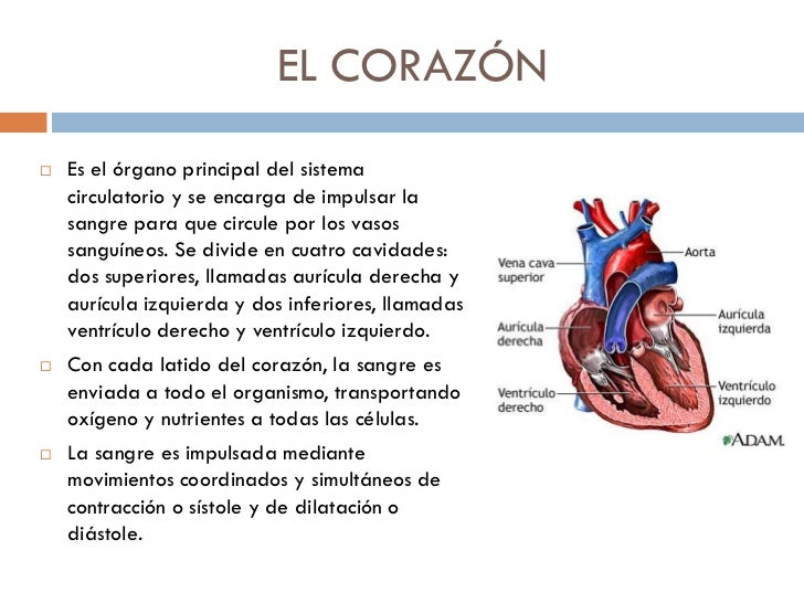 Funcionamiento del corazón en mamíferos