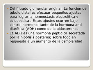  Del filtrado glomerular original. La función del
túbulo distal es efectuar pequeños ajustes
para lograr la homeostasis electrolítica y
acidobasica . Estos ajustes ocurren bajo
control hormonal tanto de la hormona anti
diurética (ADH) como de la aldosterona.
 La ADH es una hormona peptidica secretada
por la hipófisis posterior, sobre todo en
respuesta a un aumento de la osmolaridad
 