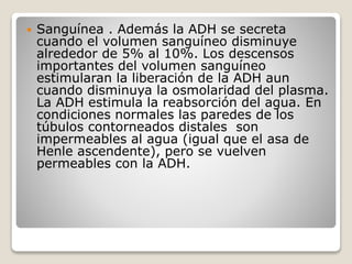  Sanguínea . Además la ADH se secreta
cuando el volumen sanguíneo disminuye
alrededor de 5% al 10%. Los descensos
importantes del volumen sanguíneo
estimularan la liberación de la ADH aun
cuando disminuya la osmolaridad del plasma.
La ADH estimula la reabsorción del agua. En
condiciones normales las paredes de los
túbulos contorneados distales son
impermeables al agua (igual que el asa de
Henle ascendente), pero se vuelven
permeables con la ADH.
 