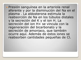  Presión sanguínea en la arteriola renal
aferente y por la disminución del Na en el
plasma . La aldosterona estimula la
reabsorción de Na en los túbulos distales
y la secreción del K y el ion H. La
secreción del ion H+ se vincula con la
regeneración del bicarbonato y la
secreción de amoniaco, que también
ocurre aquí. Además de estos iones se
reabsorben cantidades pequeñas de Cl.
 