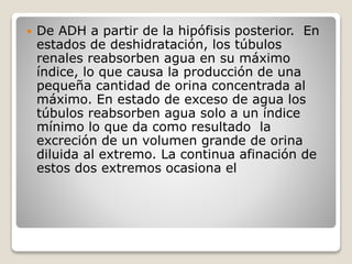  De ADH a partir de la hipófisis posterior. En
estados de deshidratación, los túbulos
renales reabsorben agua en su máximo
índice, lo que causa la producción de una
pequeña cantidad de orina concentrada al
máximo. En estado de exceso de agua los
túbulos reabsorben agua solo a un índice
mínimo lo que da como resultado la
excreción de un volumen grande de orina
diluida al extremo. La continua afinación de
estos dos extremos ocasiona el
 