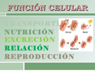 FUNCIÓN CELULARFUNCIÓN CELULAR
TRANSPORTE
NUTRICIÓN
EXCRECIÓN
RELACIÓN
REPRODUCCIÓN
 