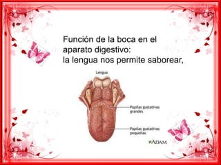 Función de la boca en el
aparato digestivo:
la lengua nos permite saborear,
