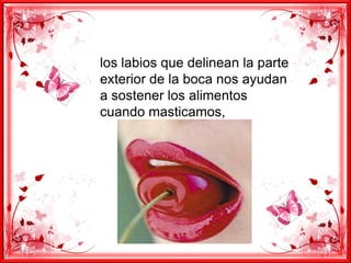 los labios que delinean la parte
exterior de la boca nos ayudan
a sostener los alimentos
cuando masticamos,