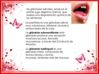 las glándulas salivales, produce el
primer jugo digestivo (saliva), que
realiza una degradación química de
los alimentos
La parótida es una glándula salivar
muy voluminosa, bilateral, situada a
ambos lados de la cara
La glándula submandibular esta
glándula produce una secreción
musinosa acuosa, llamada
mucoserosa, a través del Conducto de
Wharton
La glándula sublingual es una
glándula mixta, compuesta de
acinos serosos y acinos
mucosos, teniendo más de mucosa,