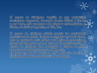 El exceso de Nitrógeno también es muy perjudicial:
crecimiento exagerado, formando plantas débiles y tiernas
y, por tanto, más propensas a las plagas y enfermedades, al
viento, a la lluvia y al granizo, al frío, etc..
El exceso de nitrógeno soluble cambia las propiedades
osmóticas de la planta. En lugar de ingresar agua a la planta,
esta es expulsada hacia afuera y las hojas se contorsionan
intentando conservar agua, al borde de la deshidratación. El
exceso de nitrógeno trae aparejado el bloqueo de otros
elementos fundamentales como el Magnesio.
En suelos con un PH debajo de 5.5 o más alto de 7.5, el
nitrógeno NO puede ser absorbido por la planta.
 
