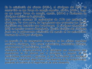 En la asimilación del nitrato (NO3-), el nitrógeno del NO3- es
convertido en una forma de energía superior, nitrito, (NO2-), luego
en una mayor forma de energía, amonio, (NH4+) y finalmente en
nitrógeno amídico en la glutamina.
Este proceso consume 12 equivalentes de ATPs por molécula de
nitrógeno. Por otra parte, las leguminosas que presentan una forma
simbiótica con bacterias que transforman el nitrógeno atmosférico
(N2) en amonio; proceso denominado, fijación biológica del nitrógeno
junto con la subsecuente asimilación del amonio en los aminoácidos,
consume 16 ATPs por nitrógeno.
La mayoría de los compuestos presentes en las células vegetales
contienen nitrógeno, tales como: aminoácidos, nucleósidos fosfatos,
componentes de fosfolípidos, clorofila.
Solamente el oxígeno,carbono, y el hidrógeno son elementos más
abundantes en las plantas que el nitrógeno. La mayoría de los
ecosistemas naturales y agrícolas, al ser fertilizados con nitrógeno
inorgánico, muestran importantes incrementos en la productividad,
poniendo en evidencia la importancia de este elemento.
 