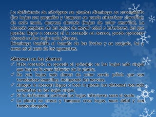 La deficiencia de nitrógeno en plantas disminuye su crecimiento
(las hojas son pequeñas y tampoco se puede sintetizar clorofila);
de este modo, aparece clorosis (hojas de color amarillo). La
clorosis empieza en las hojas de mayor edad o inferiores, las que
pueden llegar a caerse; si la carencia es severa, puede aparecer
clorosis en las hojas más jóvenes.
Disminuye también el tamaño de los frutos y su cuajado, tal y
como es el caso de los aguacates.
Síntomas en las plantas:
 Esta carencia se aprecia al principio en las hojas más viejas
que hay en la zona inferior de la planta.
 Se ven hojas más claras de color verde pálido que van
tornándose amarillas, incluyendo los nervios.
 Aunque la clorosis llegue a toda la planta los síntomas son más
evidentes en las hojas viejas.
 Si la deficiencia continúa las hojas inferiores caen al suelo.
 La planta no crece y tampoco crea hojas, nace débil y con
forma alargada.
 