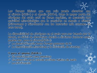 Las formas iónicas que una raíz puede absorber son
el nitrato (NO3–) y el amonio (NH4+). Como la mayor parte del
nitrógeno del suelo está en forma orgánica, es necesaria una
actividad microbiológica que lo convierta en amonio o nitrato
(Nitrosomas y Nitrobacter son las bacterias más comunes en
esta tarea).
La disponibilidad de nitrógeno en el suelo para ser tomado por la
planta, es difícil de determinar debido a distintos factores como
pueden ser, para el nitrato(NO3-):
 La desnitrificación hasta formas gaseosas de N
 La inmovilización microbiana y la lixiviación de nitratos
Y para el amonio (NH4+):
 Su volatilización como amoniaco
 Su absorción en el coloide arcilloso-húmico de suelo
 La nitrificación
 