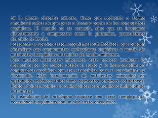 Si la planta absorbe nitrato, tiene que reducirlo a forma
amoniacal antes de que pase a formar parte de los compuestos
orgánicos. El amonio no se acumula, sino que se incorpora
directamente a compuestos como la glutamina, procedentes
del ciclo de Krebs.
Las plantas superiores son organismos autotróficos que pueden
sintetizar sus componentes moleculares orgánicos a partir de
nutrientes inorgánicos obtenidos del medio ambiente.
Para muchos nutrientes minerales, este proceso involucra la
absorción por las raíces desde el suelo y la incorporación en
compuestos orgánicos que son esenciales para el crecimiento y
desarrollo. Esta incorporación de nutrientes minerales en
sustancias orgánicas tales como pigmentos, enzimas, cofactores,
lípidos, ácidos nucleicos o aminoácidos se denomina asimilación de
nutrientes.
La asimilación del nitrógeno requiere una serie compleja de
reacciones bioquímicas con un alto costo energético.
 
