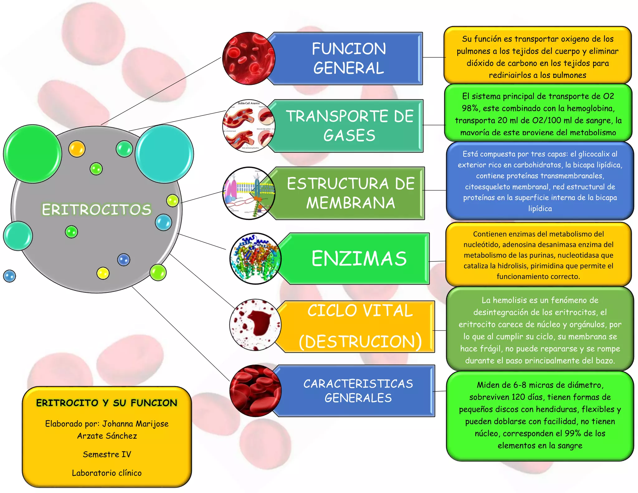 Esquema Función de los eritrocitos | PDF