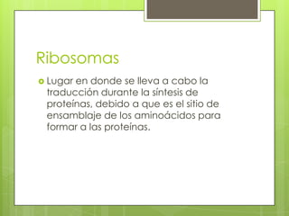 Ribosomas
 Lugaren donde se lleva a cabo la
 traducción durante la síntesis de
 proteínas, debido a que es el sitio de
 ensamblaje de los aminoácidos para
 formar a las proteínas.
 