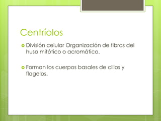 Centríolos
 División
         celular Organización de fibras del
  huso mitótico o acromático.

 Forman   los cuerpos basales de cilios y
  flagelos.
 
