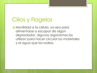 Cilios y Flagelos
 Movilidad a la célula, ya sea para
 alimentarse o escapar de algún
 depredador, algunos organismos los
 utilizan para hacer circular los materiales
 y el agua que los rodea.
 