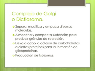 Complejo de Golgi
o Dictiosoma.
 Separa,  modifica y empaca diversas
  moléculas.
 Almacena y compacta sustancias para
  producir gránulos de secreción.
 Lleva a cabo la adición de carbohidratos
  a ciertas proteínas para la formación de
  glicoproteínas.
 Producción de lisosomas.
 