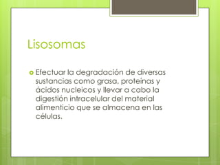 Lisosomas

 Efectuarla degradación de diversas
 sustancias como grasa, proteínas y
 ácidos nucleicos y llevar a cabo la
 digestión intracelular del material
 alimenticio que se almacena en las
 células.
 
