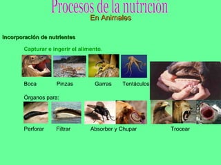 Procesos de la nutrición En Animales Incorporación de nutrientes Capturar e ingerir el alimento .  Órganos para: Boca  Pinzas  Garras  Tentáculos Perforar  Filtrar  Absorber y Chupar  Trocear 